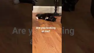 Hunting Practice (Cat Version): Adorable or Funny? #cat #funny #cute