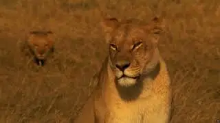 A lioness leaves her injured cub after a buffalo attack | The Last Lions, 2011