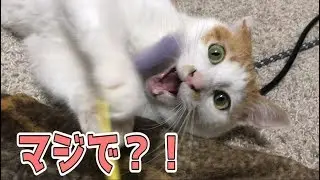ニックが希少な種類の猫であることが判明！？その種類とは・・・！