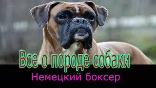 Немецкий боксер описание породы! Все о породе собаки!