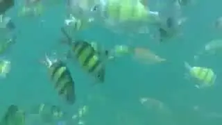 Snorkeling with my Sony XperiaV in Krabi, Thailand