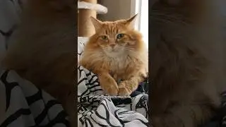 He may forgive but he never forgets 😅 #cat #cute #cutecat #catvideos #animals #pet #catshorts