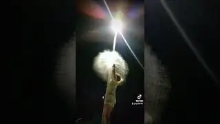 Тренд