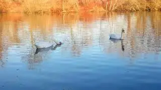 ФУТАЖ. Лебеди на озере.