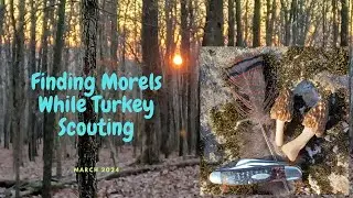 Finding Black Morels While Scouting for Wild Turkeys