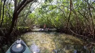 Mangrove tunnels