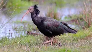 Northern Bald Ibis, Hermit Ibis or Waldrapp (Geronticus eremita)