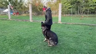 Elite Family and Personal Protection Dog Training video