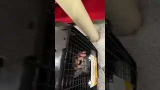 Trapped my Fiancé in a Dog Cage at Petco 