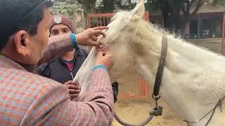 Wobbler disease in horse l unable to stand l CVM l dr umar khan