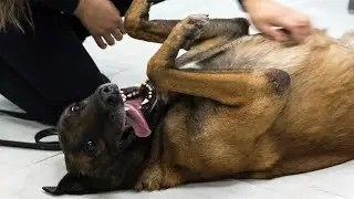 10 Things Dogs Love the Most