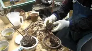 Bonsai 11