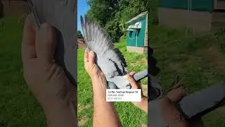 National winner Bergerac Belgium Yearlings: Deblanc Youri (Ronse)  #racingpigeons #pigeon