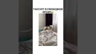 Такси не дорого#shorts #животные #дешёвоетакси #собака #попугай