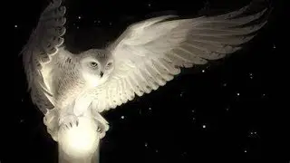 БЕЛАЯ СОВА -ПОСИДЕЛКИ