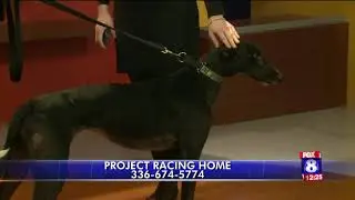 Lark is FOX8`s pet of the week