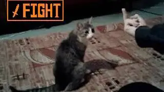 Не показывай фак котам