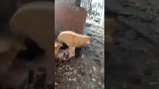 весёлые грибочки