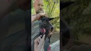 Спасибо всем, кто помогает искать им ДОМ 💖  