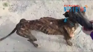 Galgos de João Moura