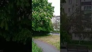 Красота природы. Бердянск,бульвар Шевченко 