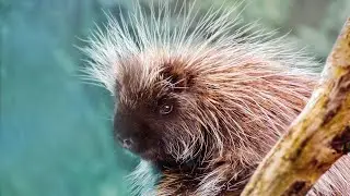 Дикобраз - Наталия Лансере - песня для детей. Музыкальный клип про животных.