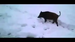 Кабаны вышли к рыбакам и съели всю их рыбу