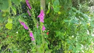 Primrose to Rose flowers