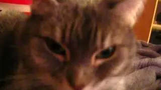 Ha ha ha and Cat (Baby)  Part 2