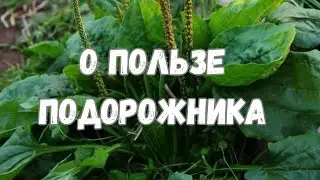 About the benefits of plantain