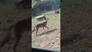 FOX RAMP WALK ALIPORE ZOOLOGICAL GARDEN. KOLKATA