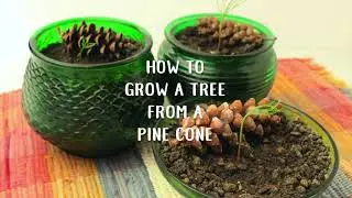 How to Grow a Tree from a Pine Cone | Welcome to Nana's