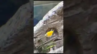 В аквариуме у заказчика.