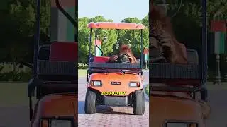 Таксист возит за лакомства