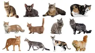 Cat Breeds Part 3 | Types Of Cats Part 3