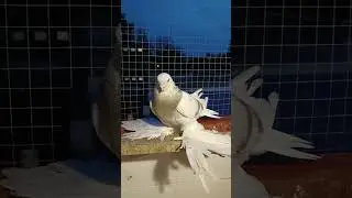 Розовый