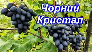 Чорний Кристал 2023