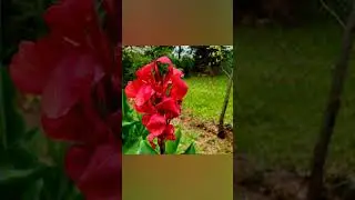 Red and Orange flowers thriving in the garden 