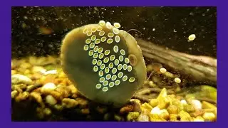 Close-Up Of A Nerite Snail On It's Eggs
