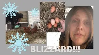 Blizzard and the Chickens!!!