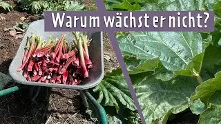 2024: A difficult rhubarb year | MDR Garden