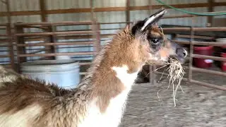 He did it again ~ Preparing for Shearing Day