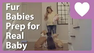 Prepping Pups For New Baby’s Arrival – The Creation Of Us (S2:E7)