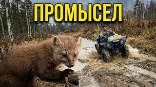 Охота на соболя 2021 октябрь