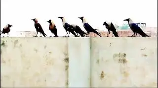 Beautiful and Amazing Crow - eating food -ka ka ke awaz