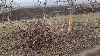 Tăieri de primăvară la peri. 2 Martie 2024