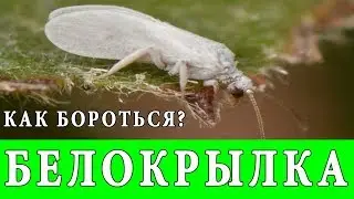 КАК БОРОТЬСЯ С БЕЛОКРЫЛКОЙ на РАСТЕНИЯХ