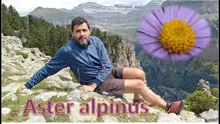 BIO-FLASH: Aster alpinus