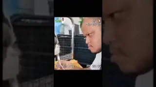 Mirip kali #cat #cathaircut  #catfunnyvideos