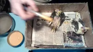 Выкормыши кореллы. Как кормить птенцов попугая. Первая кормежка.